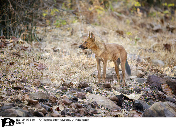 Rothund / Dhole / JR-07316