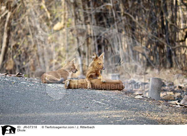 Rothund / Dhole / JR-07318