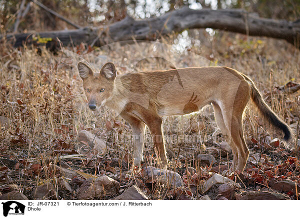 Rothund / Dhole / JR-07321
