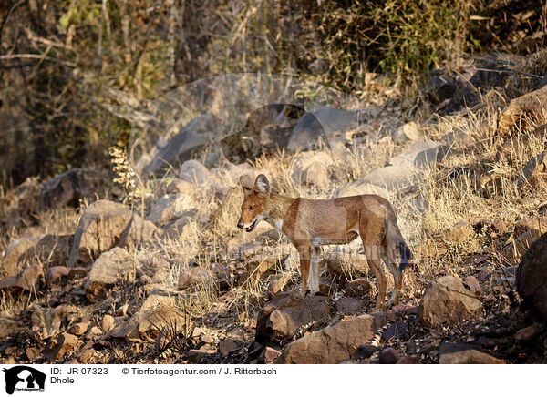 Rothund / Dhole / JR-07323