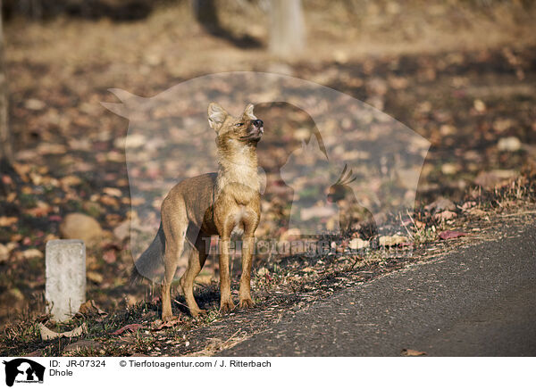 Rothund / Dhole / JR-07324