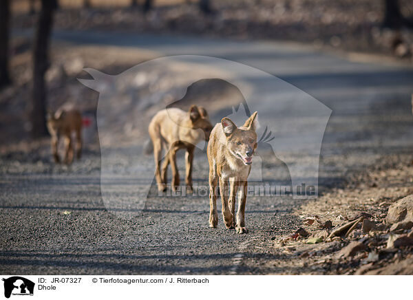 Rothund / Dhole / JR-07327
