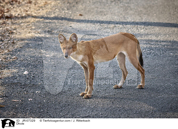 Rothund / Dhole / JR-07329