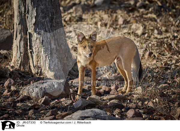 Rothund / Dhole / JR-07330