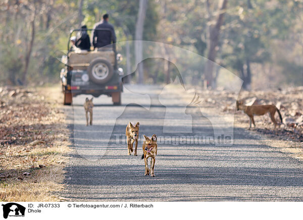 Rothund / Dhole / JR-07333