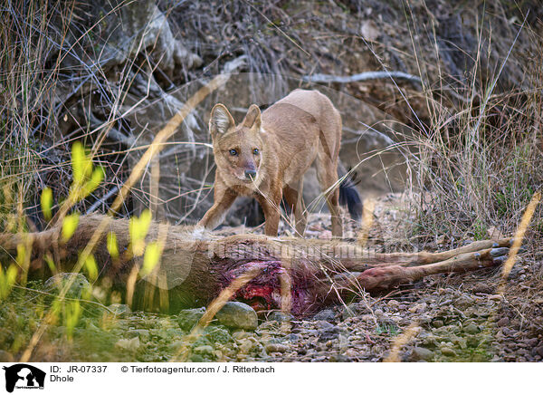 Rothund / Dhole / JR-07337