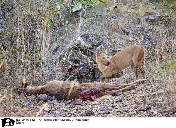 Rothund / Dhole / JR-07342