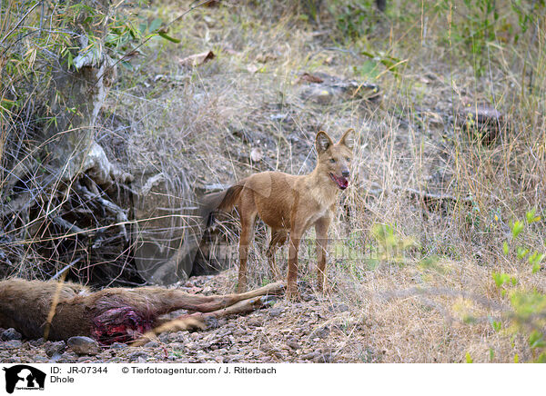 Rothund / Dhole / JR-07344