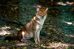 dhole