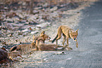 Dhole