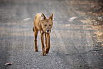 Dhole