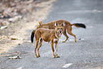 Dhole