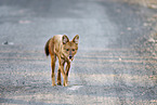 Dhole