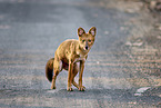 Dhole