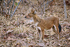 Dhole