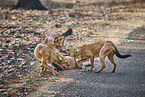 Dhole