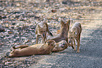 Dhole