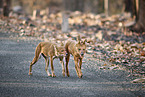 Dhole