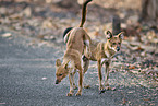 Dhole