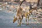 Dhole