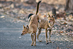 Dhole