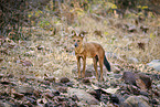Dhole