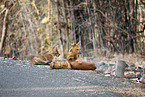 Dhole