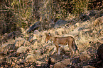 Dhole