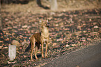 Dhole
