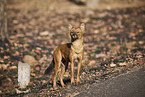 Dhole