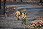 Dhole