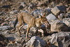 Dhole