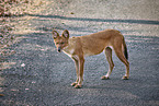 Dhole