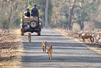 Dhole