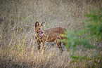 Dhole