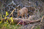 Dhole