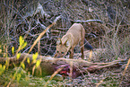 Dhole