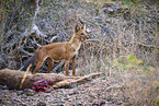 Dhole