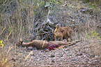 Dhole