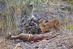 Dhole