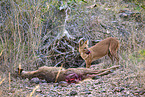 Dhole