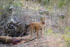 Dhole