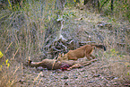 Dhole