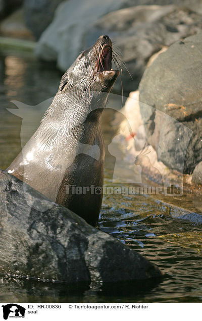 Ohrenrobbe / seal / RR-00836