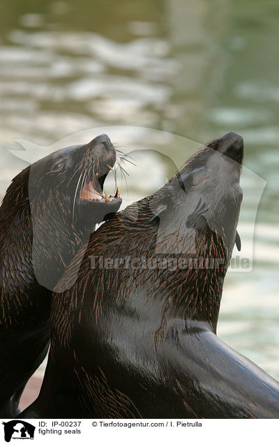 fighting seals / IP-00237