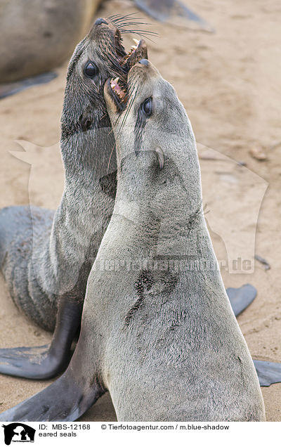 Ohrenrobben / eared seals / MBS-12168