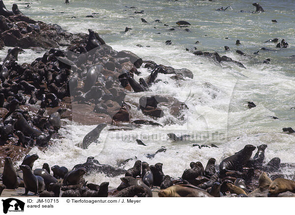 Ohrenrobben / eared seals / JM-10715
