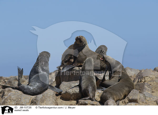 Ohrenrobben / eared seals / JM-10726