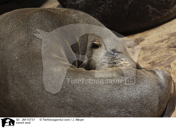 Ohrenrobbe / eared seal / JM-10731