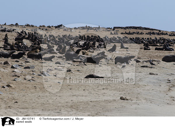 Ohrenrobben / eared seals / JM-10741